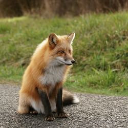 Portrait of a fox looking away