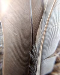 Full frame shot of leaf