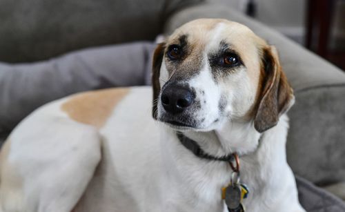 Close-up portrait of dog looking at camera