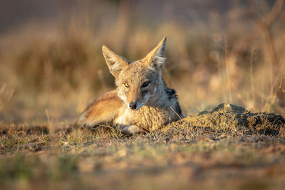 Portrait of an animal on land