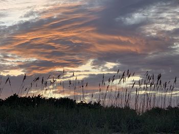 Plants growing on land against sky during sunset