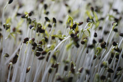 Full frame shot of flowering plant