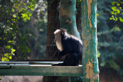 Monkey sitting on a tree