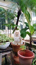 Portrait of cat sitting on table