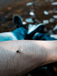 Close-up of insect on hand