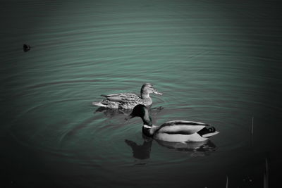 High angle view of duck swimming in lake