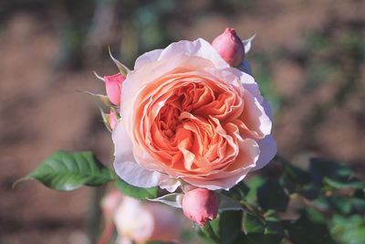 Close-up of rose flower