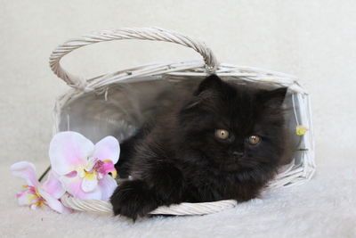 Close-up of kitten in basket