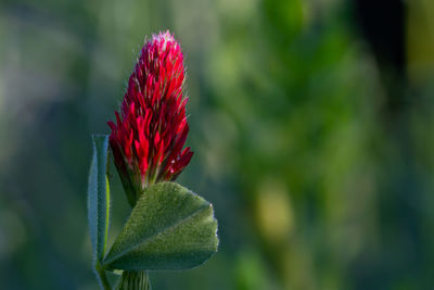 Close-up of red flower
