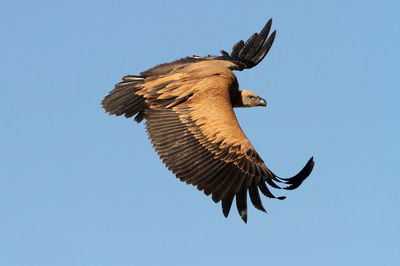 Low angle view of eagle flying in sky