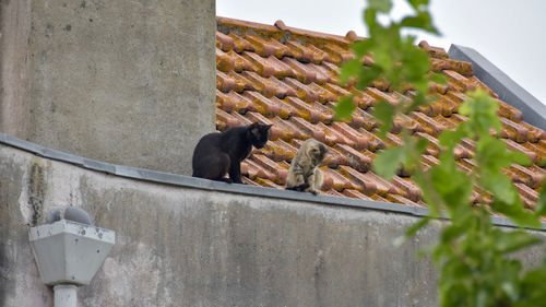 Low angle view of cat on wall