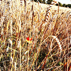 Full frame shot of plants growing on field