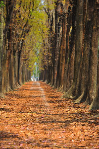 Road amidst trees in forest during autumn