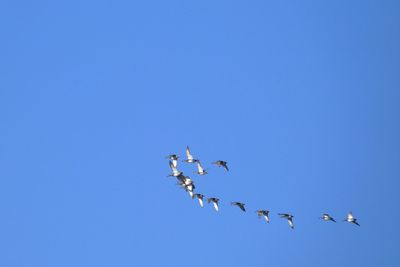 Low angle view of birds flying