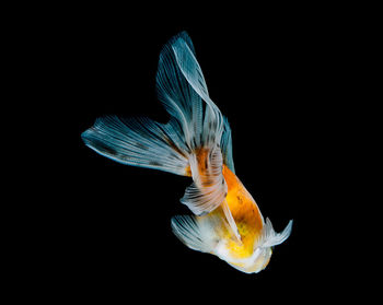 Close-up of fish swimming in sea