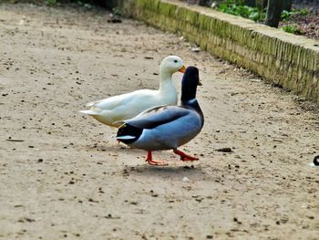 Duck on sand