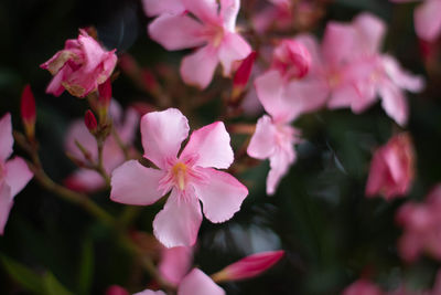 Close-up of pink flowering plant