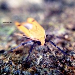 selective focus