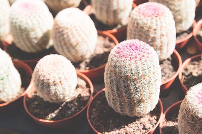 High angle view of cactus plants during sunny day