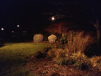 Illuminated grass and trees at night