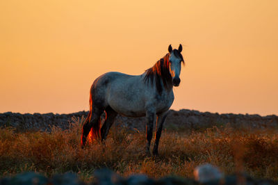 Horse standing in a field