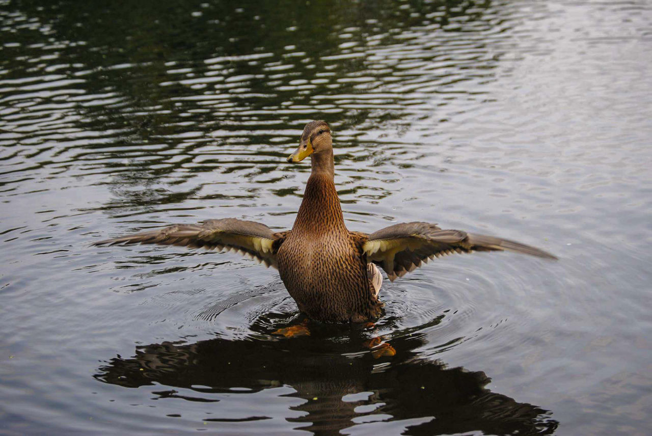 animal themes, animals in the wild, water, lake, waterfront, bird, no people, nature, duck, animal wildlife, swimming, rippled, day, water bird, one animal, outdoors