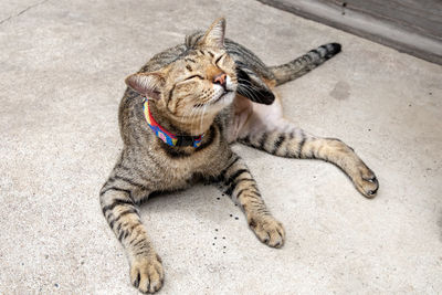 High angle view of tabby lying cat