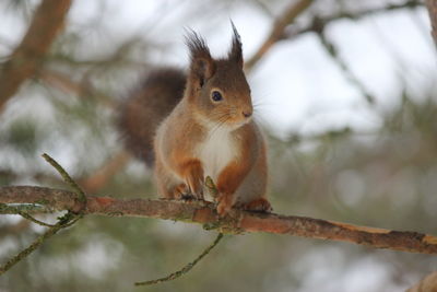 Close-up of squirrel on tree