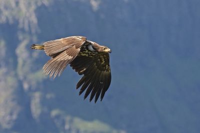 Low angle view of birds against clear sky