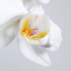 Close-up of white flowers