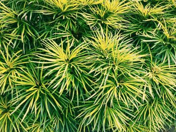 Full frame shot of plants