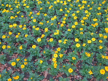 High angle view of yellow flowering plants on field
