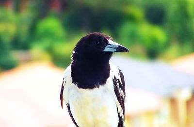 Close-up of bird perching outdoors