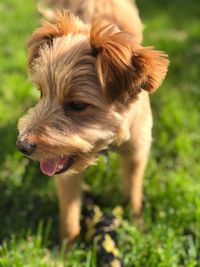 Close-up of dog looking away