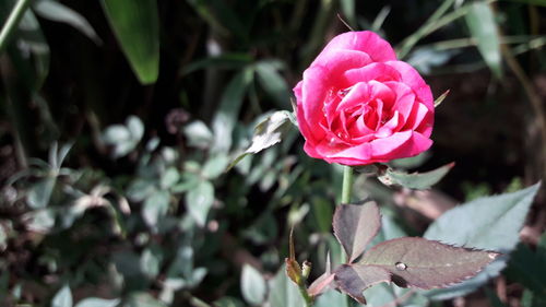 Close-up of pink rose blooming outdoors