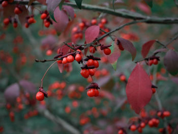 Close-up of red berries growing on tree