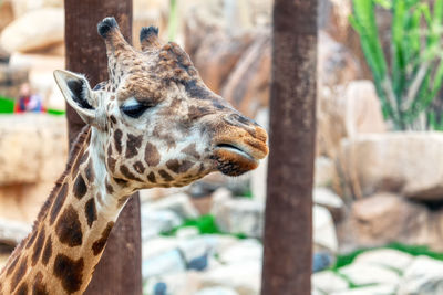 Portrait of giraffe in the zoo . funny animal face