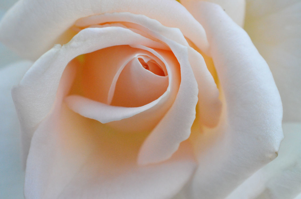 Light peach rose