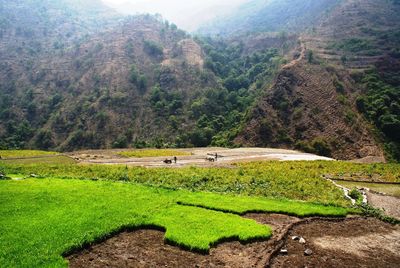 High angle view of agricultural field