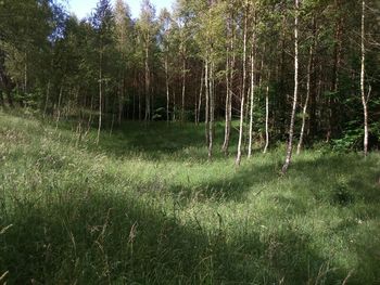 Trees in forest