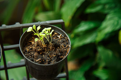 Close-up of potted plant