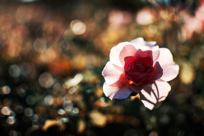 Close-up of pink flower