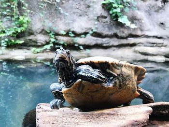 Turtle at aquarium 