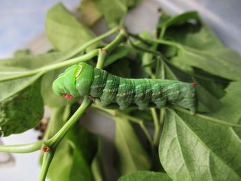 Close-up of caterpillar