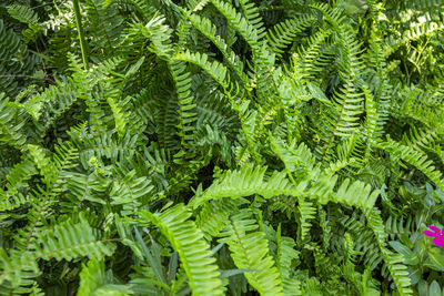 Close-up of fern leaves