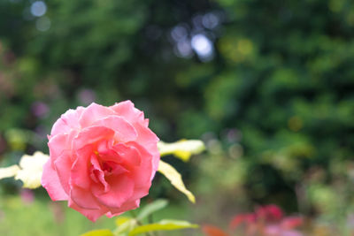 Close-up of pink rose