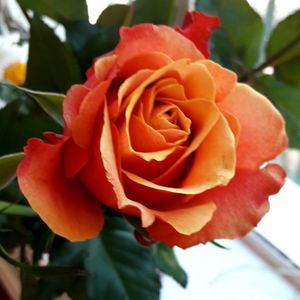 Close-up of rose blooming outdoors