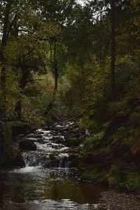 Scenic view of stream flowing amidst trees in forest