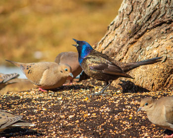 Close-up of birds feeding on rock