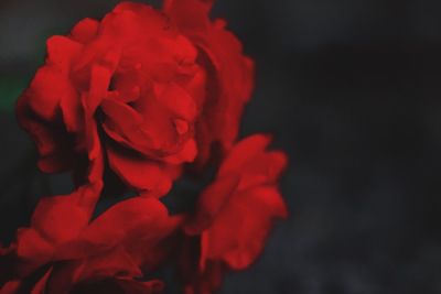 Close-up of red flowers